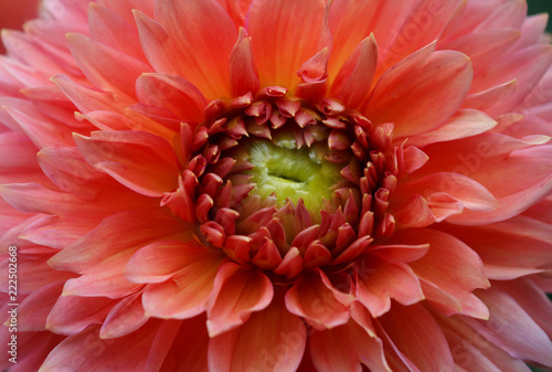 Fototapeta Naklejka Na Ścianę i Meble -  Closeup of a Beautiful Dahlia Flower - Warm Autumn Color Space
