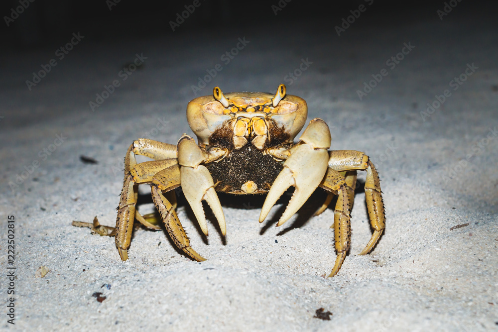 Large orange yellow crab in the night at the sand beach in Caye Caulker, Belize