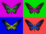 Set of colorful butterflies silhouettes on multicolored background.