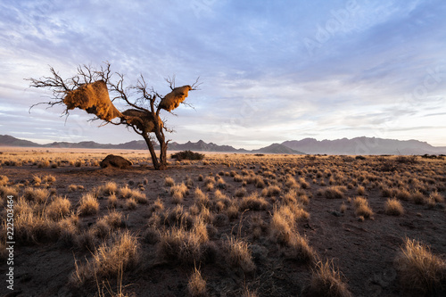 Obraz Desert Tree at Dawn