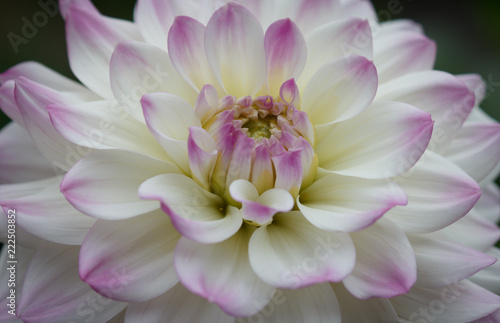 Fototapeta Naklejka Na Ścianę i Meble -  Closeup of a pastel purple white dahlia flower