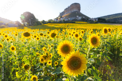 Fototapeta Naklejka Na Ścianę i Meble -  Sunflowers in a village of Spain