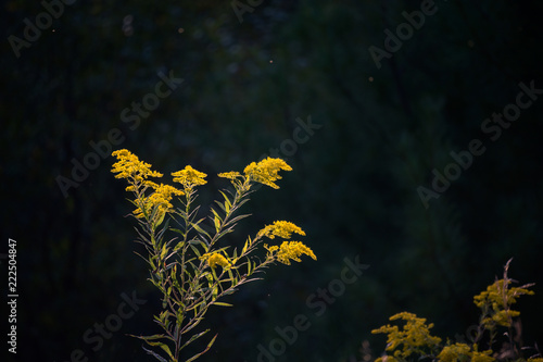 Godenrod flowers in Autumn photo