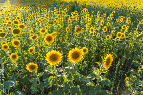 Fototapeta Naklejka Na Ścianę i Meble -  Sunflowers in a village of Spain