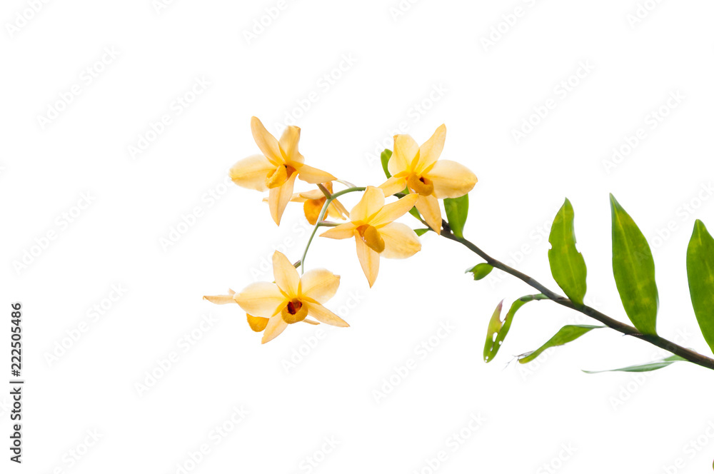 Branch of yellow orchids isolated on white background Branch of yellow orchids isolated on white background