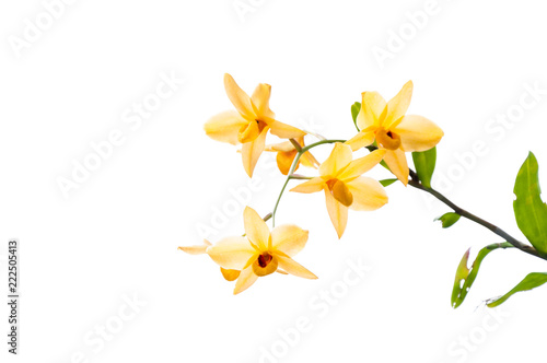 Branch of yellow orchids isolated on white background