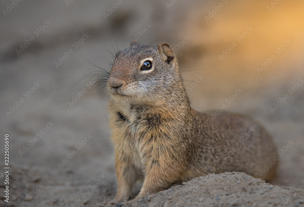 Fototapeta premium Ground Critters