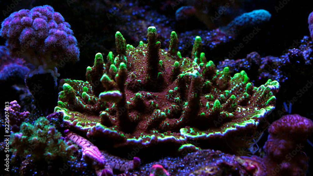 Naklejka premium Montipora SPS kolorowy koral w akwarium morskim