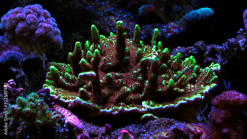 Montipora SPS colorful coral in saltwater aquarium