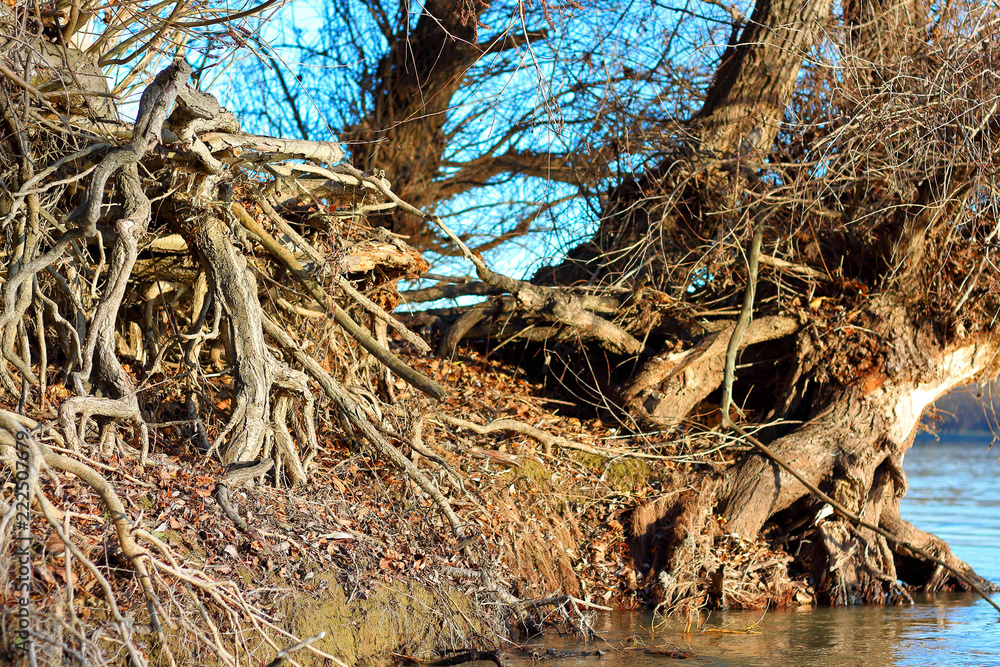 Exposed tangled tree roots on the river bank of Danube at autumn Exposed tangled tree roots on the river bank of Danube at autumn