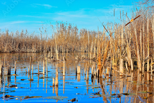 Dry yellow cattail (reeds, phragmites) on shallow blue lake in wildlife reserve area in autumn
