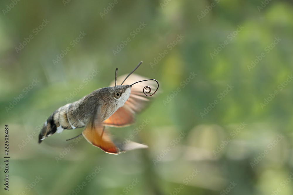 Schmetterling Taubenschwänzchen im Flug mit sichtbarem Saugrüssel Schmetterling Taubenschwänzchen im Flug mit sichtbarem Saugrüssel