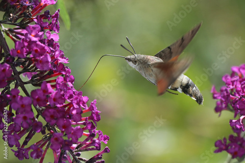 Taubenschwänzchen im Flug: Ein Schmetterling wie ein Kolibri zwischen lila Blüten photo