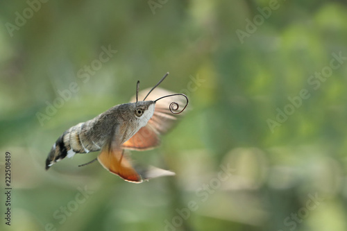 Schmetterling Taubenschwänzchen im Flug mit sichtbarem Saugrüssel