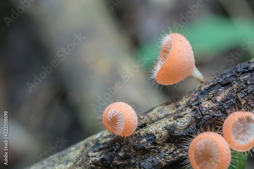 Close up Cookeina tricholoma or Phylum Ascomycota,orange mushrooms in the nature background.