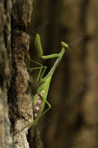 A green female carolina (praying) mantis is patiently waiting for a hapless insect to wander by.