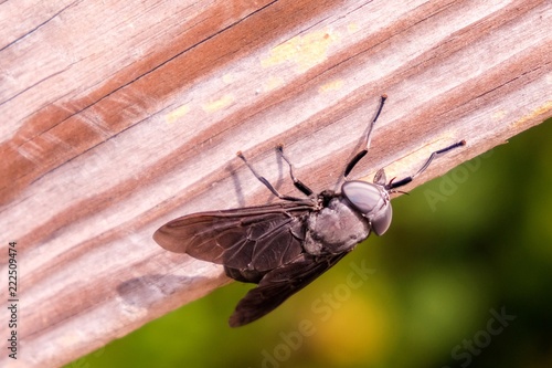 Obraz na plátne Top view of a large black horsefly rests on a wooden rail in Raleigh North Carol