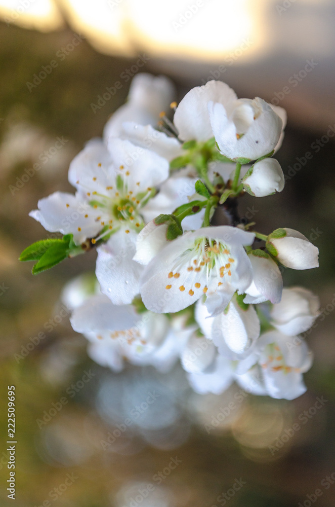 Obraz premium Cerezo 222509695