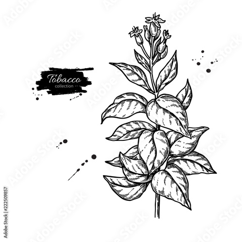 Tobacco plant vector drawing. Botanical hand drawn illustration 