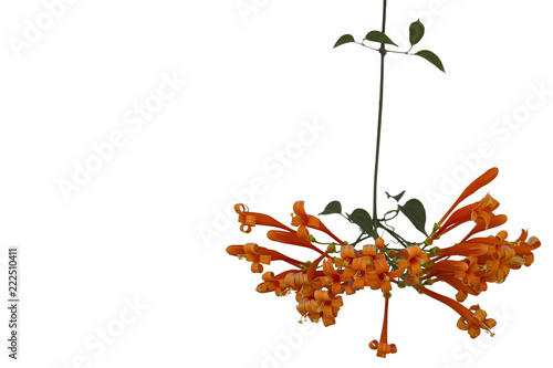Orange trumpet or flame flowers isolate on white background.