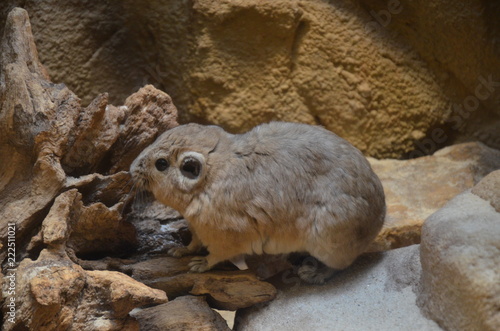 Common gundi (Ctenodactylus gundi) photo