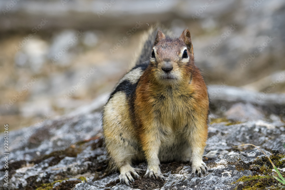 Fototapeta premium Ground squirrel in Banff National Park
