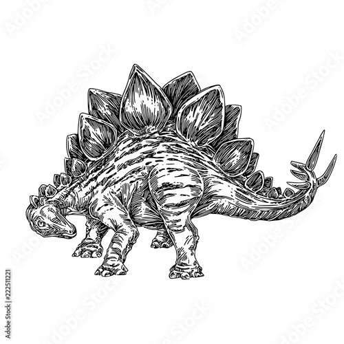 Stegosaurus. Sketch. Engraving style. Vector illustration. © KseniaKrop