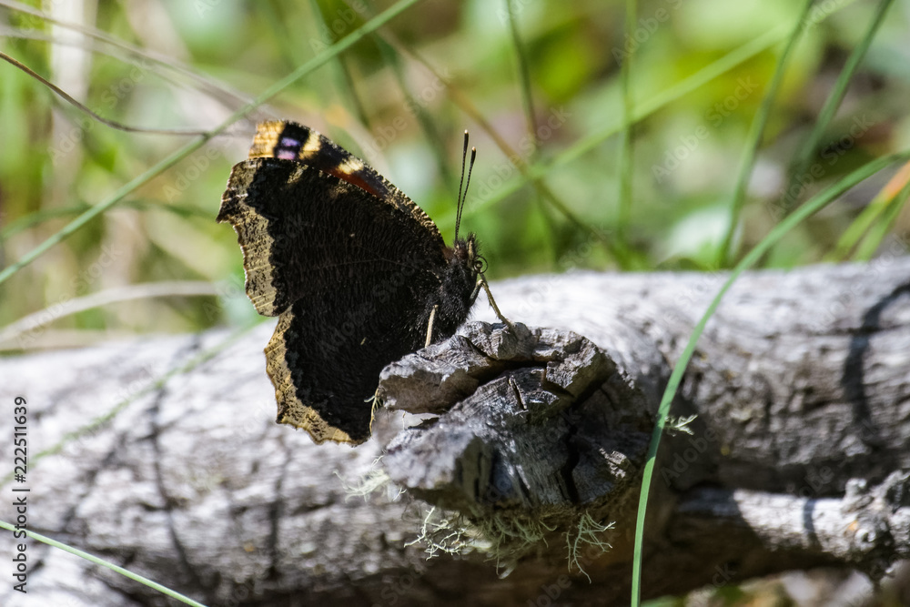 Obraz premium Butterfly on a log in Banff national park