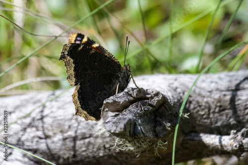 Butterfly on a log in Banff national park