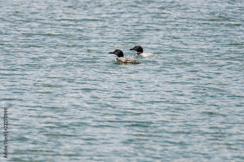 Common loon hunting for fish in a lake in Banff national park