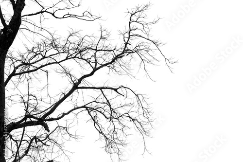 Dead branches   Silhouette dead tree or dry tree on white background.