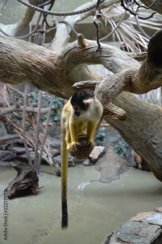 Close-up of a Common Squirrel Monkey photo