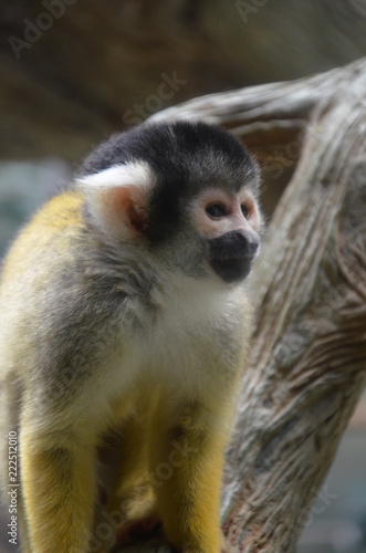 Close-up of a Common Squirrel Monkey photo