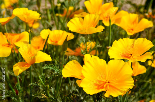 Fototapeta Naklejka Na Ścianę i Meble -  California Poppy flowers (Eschscholzia californica) growing wild in Tenerife,Canary Islands,Spain.Selective focus.