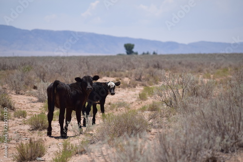 Rural Desert Calves