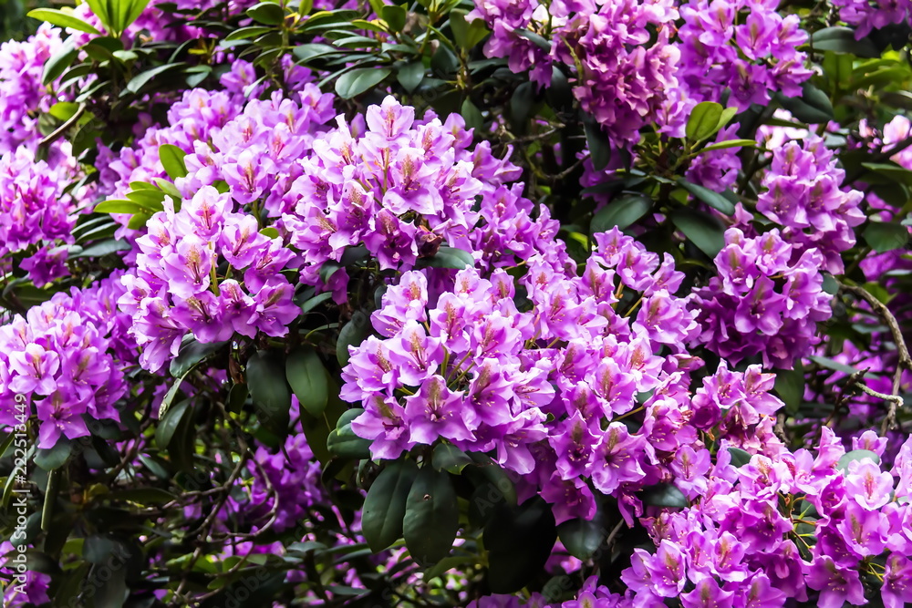 Obraz premium Beautiful pink Rhododendron.