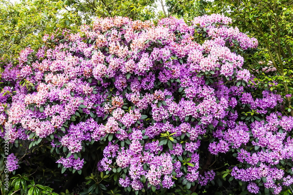Beautiful pink Rhododendron. Beautiful pink Rhododendron.