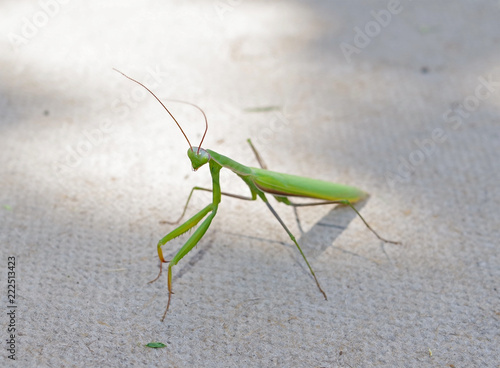 beautiful green mantis