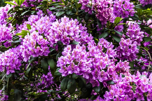 Beautiful pink Rhododendron.