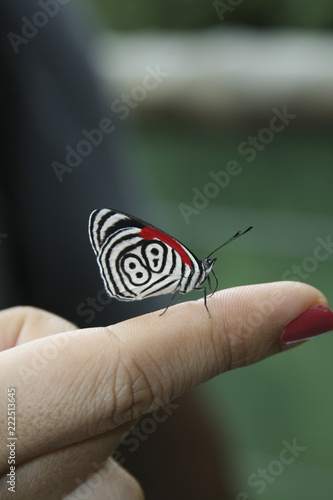 Borboleta oitenta e oito colorida branca, preta e vermelha, pousada no dedo indicador de uma pessoa, com fundo desfocado photo