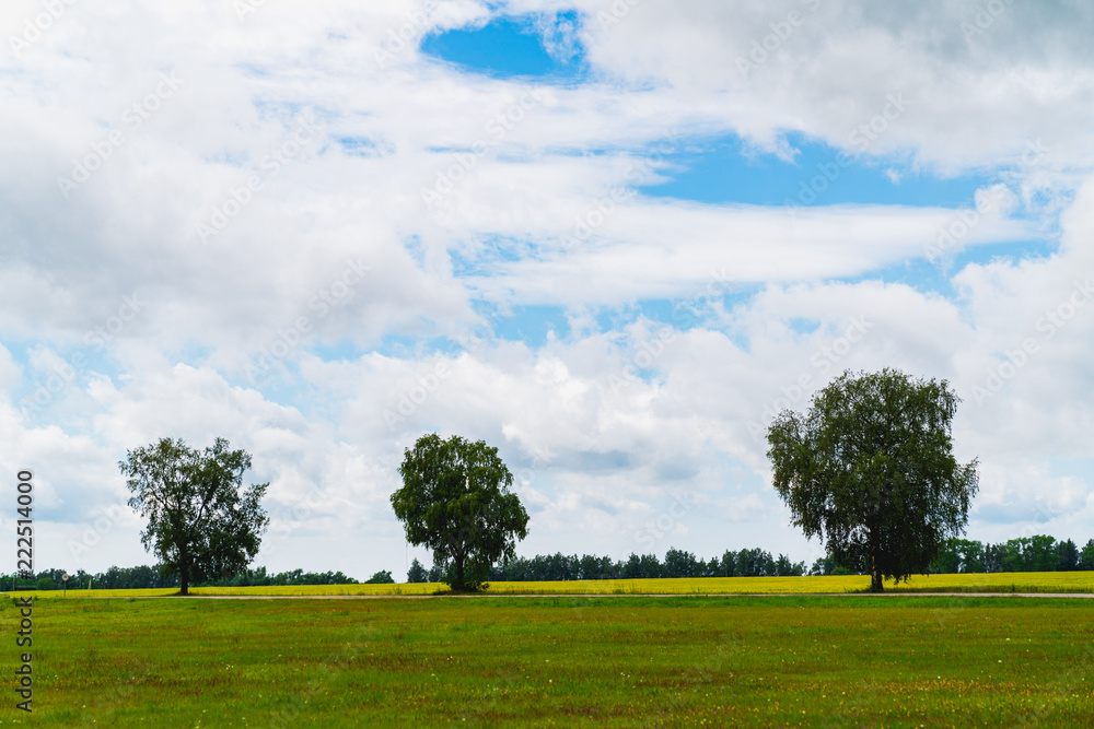 3 trees lined up in a field