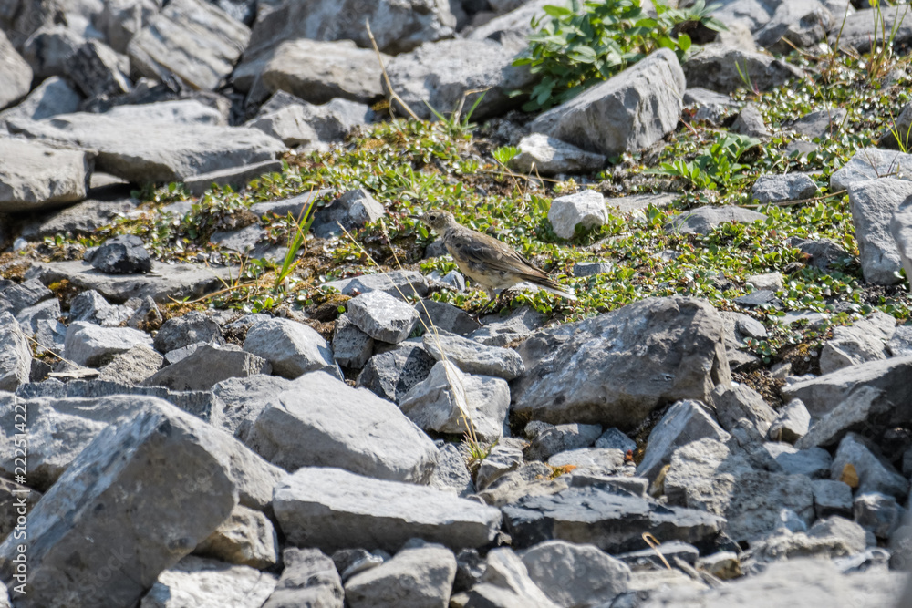 American pitpit looking for food between rocks in a glacial stream American pitpit looking for food between rocks in a glacial stream
