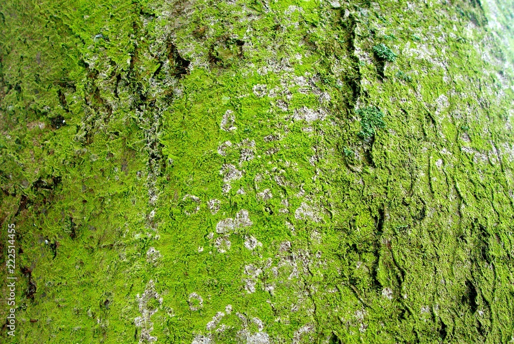 Moss Moss