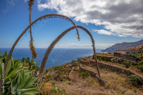   osmic flower  Echium wildpretii  La Palma Canary Islands