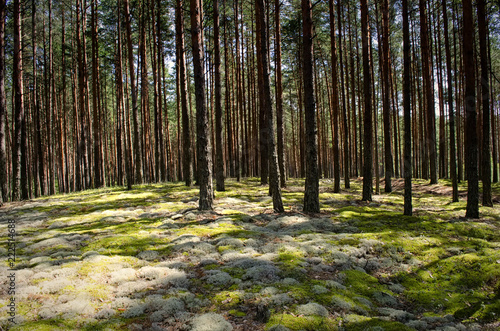 In the forest in summer