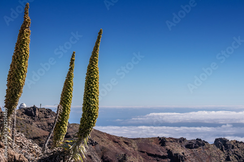 two сosmic flower (Echium wildpretii / family Boraginaceae) above the clouds in the mountains