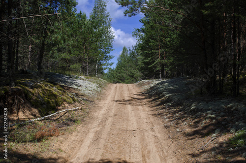 Road in the forest