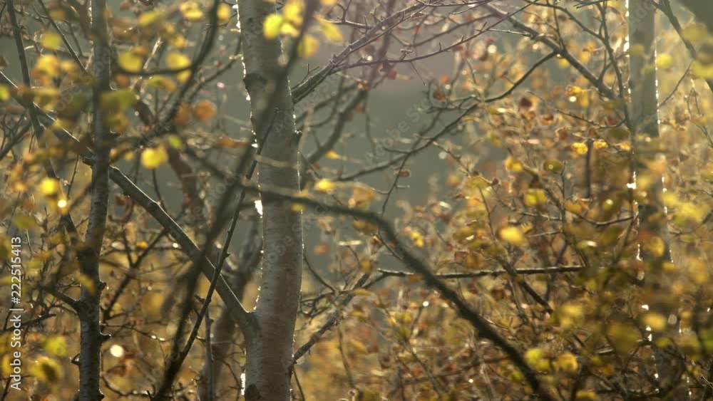 Sun flies drifting through forest golden hour autumn foliage, Iceland.mov Sun flies drifting through forest golden hour autumn foliage, Iceland.mov