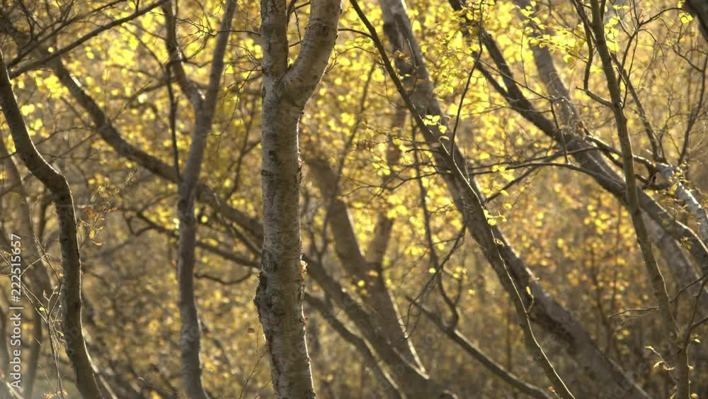 Sun flies drifting through forest golden hour autumn foliage, Iceland 2.mov Sun flies drifting through forest golden hour autumn foliage, Iceland 2.mov