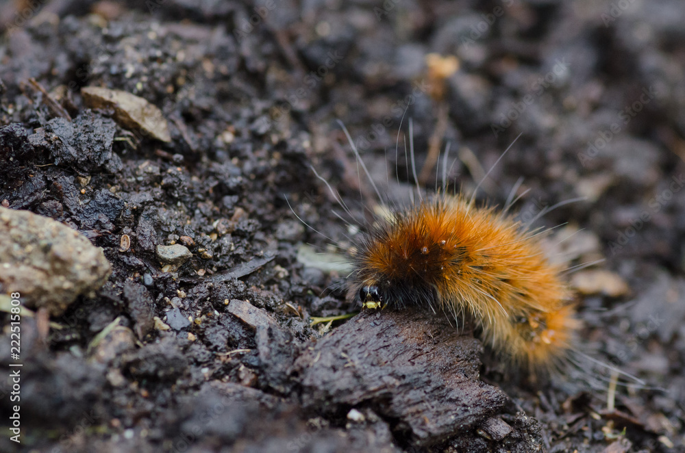 Fuzzy tiger moth caterpillar on the ground Fuzzy tiger moth caterpillar on the ground